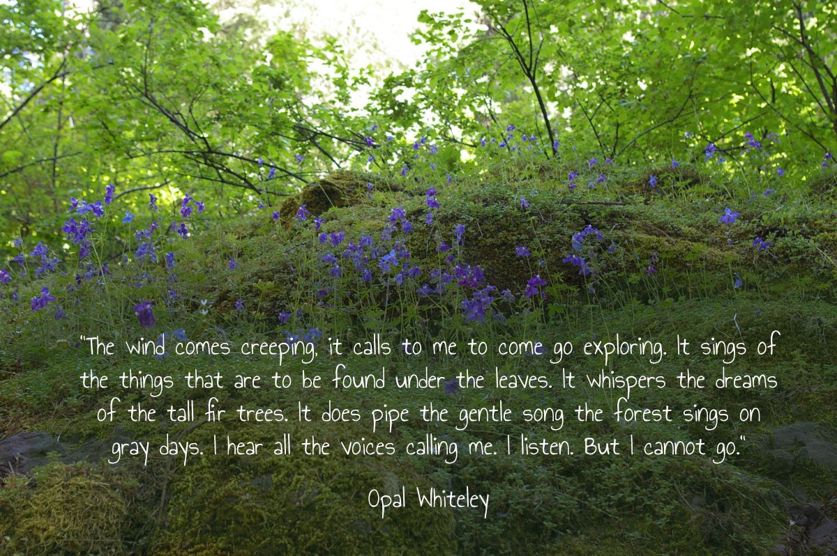 opal whiteley wind quote
