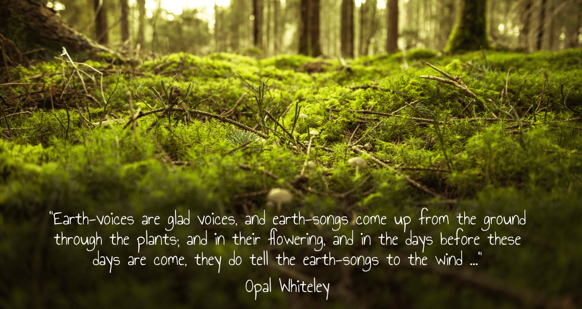 opal-quote-forest-floor-tiny opal whiteley quote forest steve williamson research